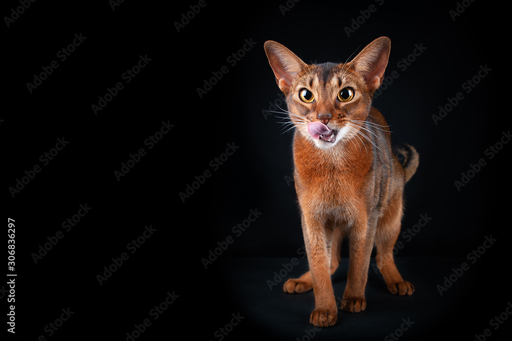 Fototapeta premium Beautiful Abyssinian cat licking, looking into the camera, studio portrait on black, space for text
