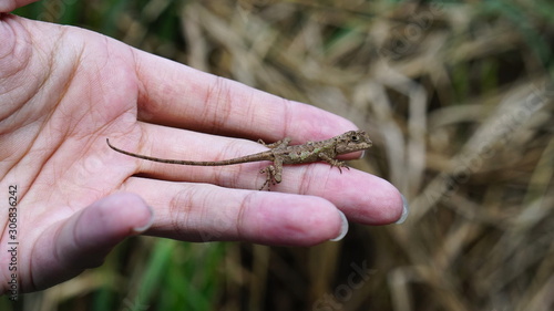 A small lizard(Japalura polygonata) on hand.  photo