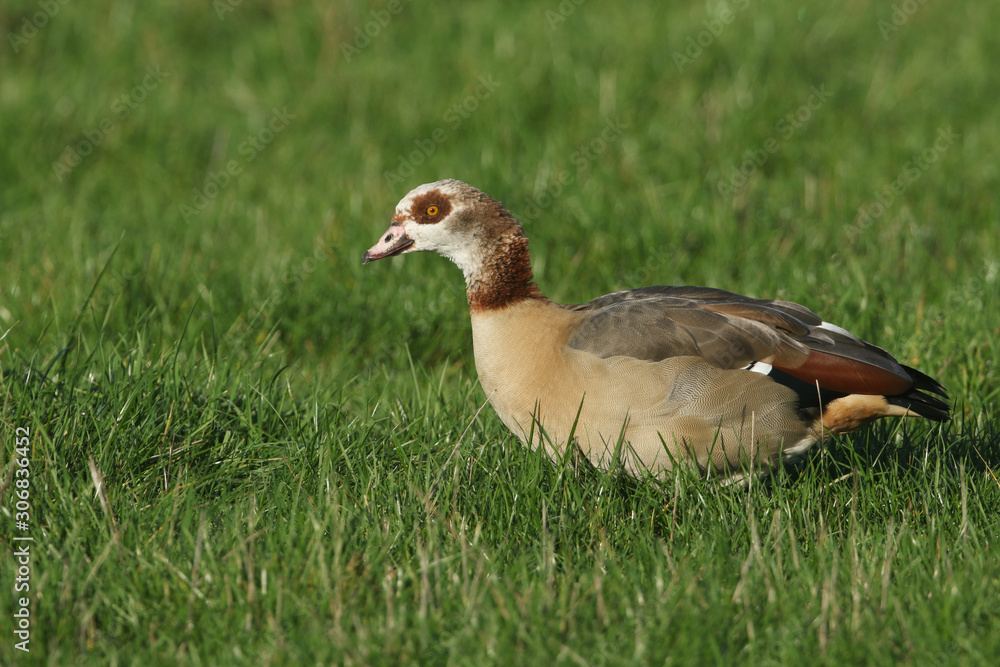 A pretty Egyptian Goose, Alopochen aegyptiaca, feeding in a grass field in the UK. A pretty Egyptian Goose, Alopochen aegyptiaca, feeding in a grass field in the UK.