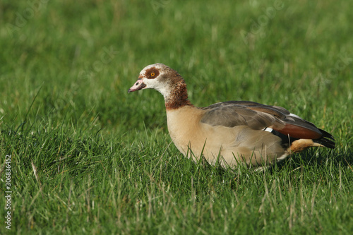 A pretty Egyptian Goose  Alopochen aegyptiaca  feeding in a grass field in the UK.