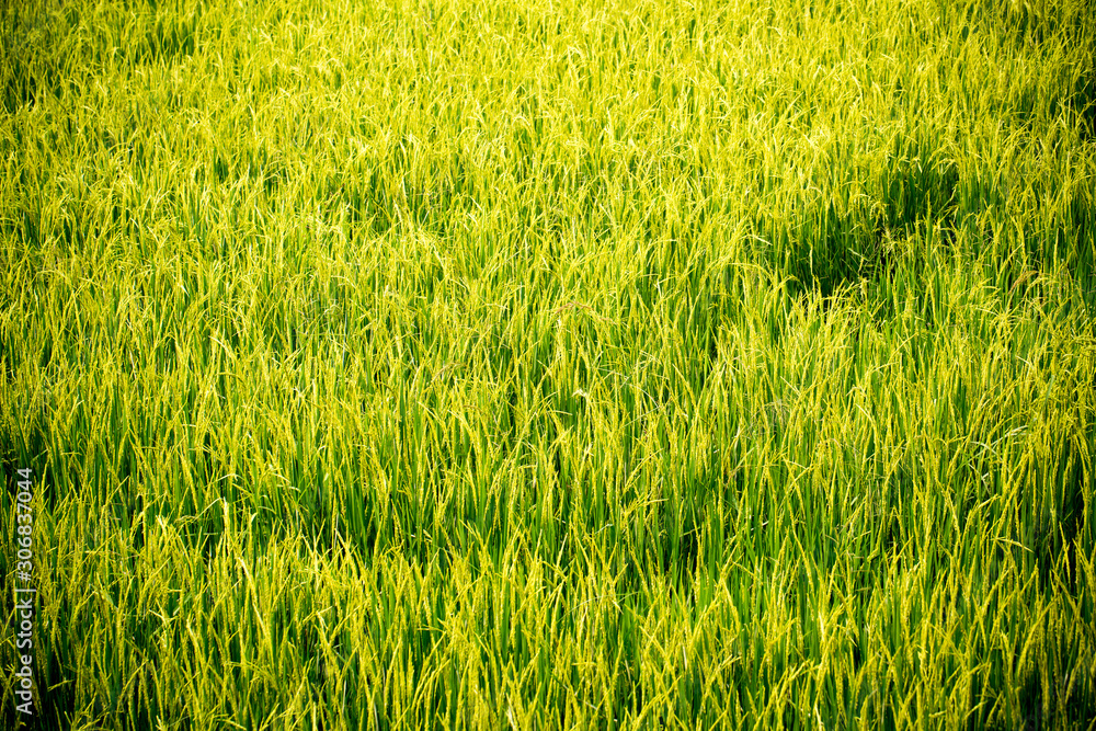 Green rice field , rice field ,An Image of Ear Of Rice.Autumn rice field.