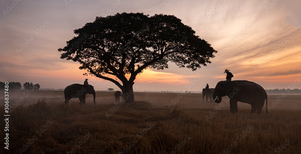 Thailand Countryside; Silhouette elephant on the background of sunset, elephant Thai in Surin Thailand.