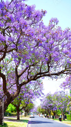 Beautiful purple flower Jacaranda tree lined street in full bloom. Taken in Allinga Street, Glenside, Adelaide, South Australia. Vertical.