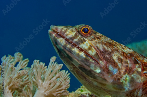 Reef Lizardfish, Riff Eidechsenfisch (Synodus variegatus)