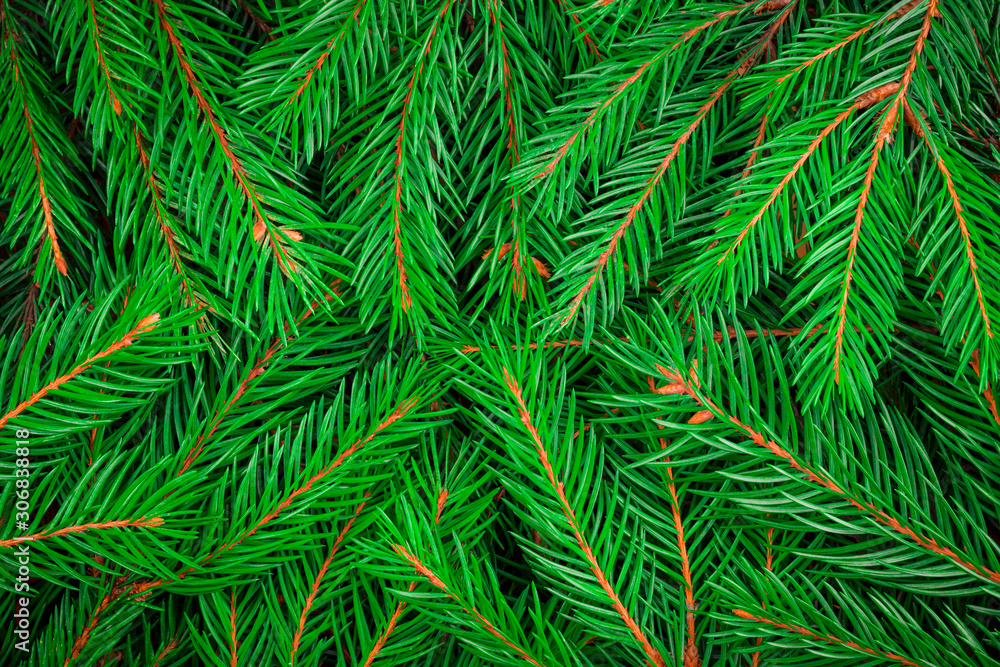 Top view on fluffy green fir tree branches. Modern, trendy, creative, abstract, new year, christmas, texture background. Template, mock up, backdrop for invitation or greeting card or banner