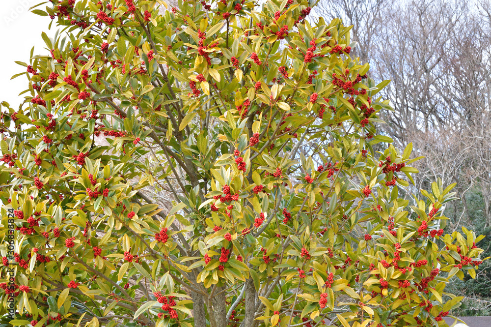 多数の赤い実を付けた冬のタラヨウの樹 雌木 を撮影した写真 Stock Foto Adobe Stock