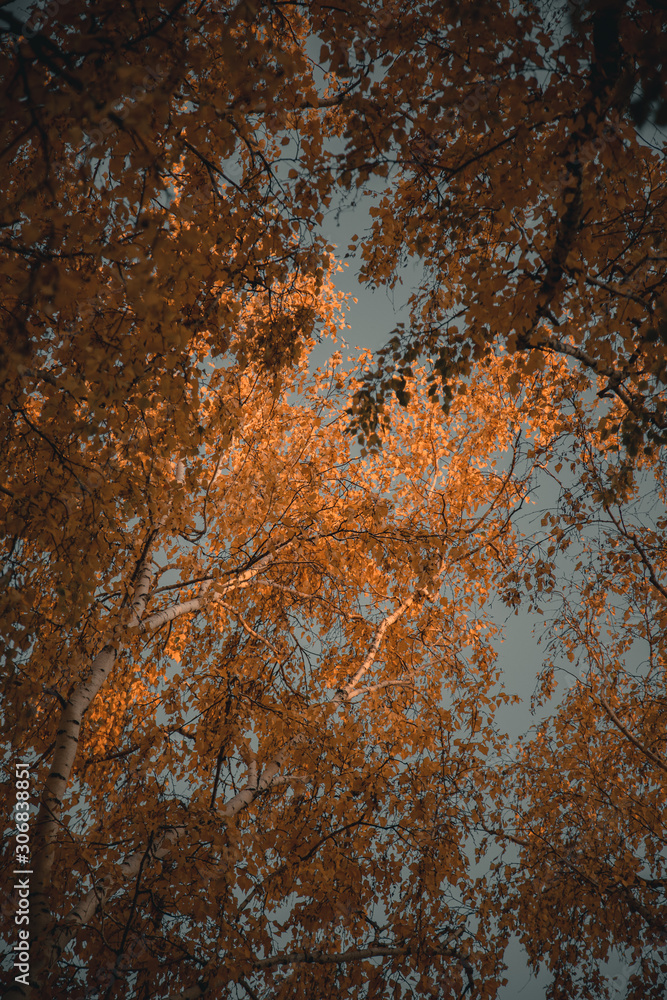 Autumn trees