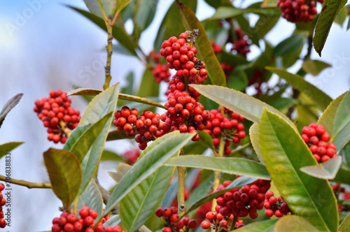 冬のタラヨウの樹(雌木)の複数の赤い実を撮影した写真