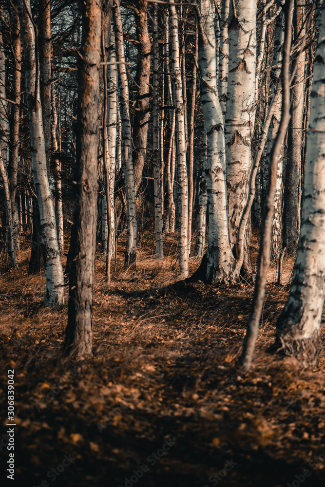 Morning in the forest Morning in the forest
