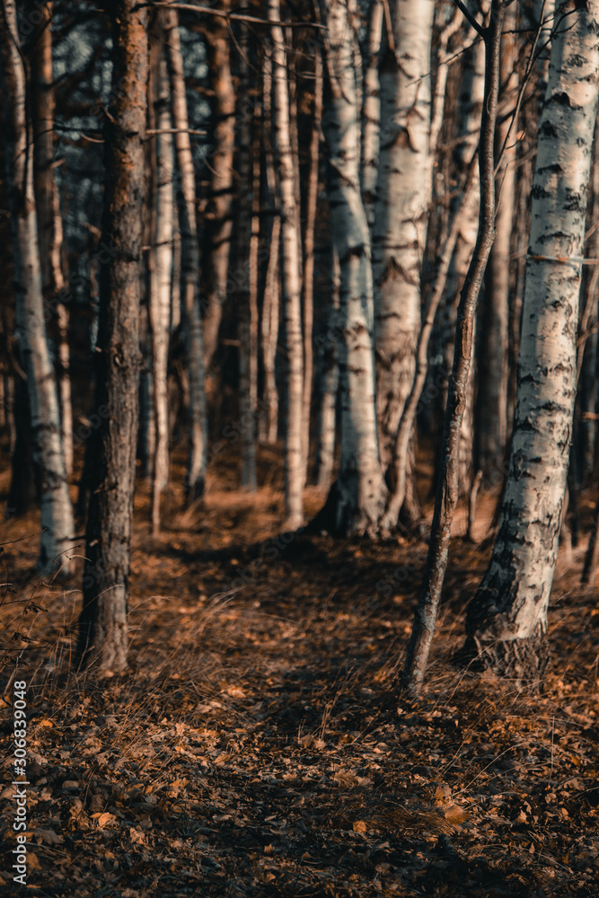 Naklejka premium Morning in the forest