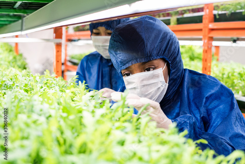 Young female researchers in protective workwear taking care of green seedlings