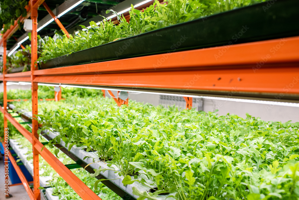 Perspective of green seedlings of new sorts of horticultural plants Perspective of green seedlings of new sorts of horticultural plants