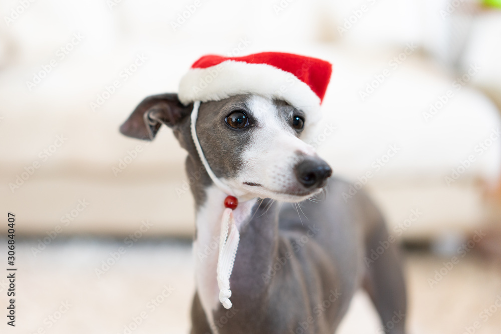 サンタ帽をかぶったイタリアングレイハウンド犬