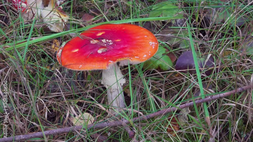 In a Finnish woodland, autumn brings forth many species of fungus. This colourful toadstool is a Fly Agaric and is easily spotted on the forest floor. In a Finnish woodland, autumn brings forth many species of fungus. This colourful toadstool is a Fly Agaric and is easily spotted on the forest floor.