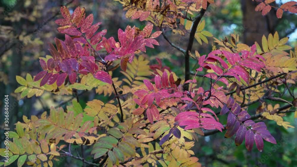 In a Finnish wood, a rowan tree turns its leaves from green to shades of red and purple. On such a calm day the branches are quite still. Autumn is on the way. In a Finnish wood, a rowan tree turns its leaves from green to shades of red and purple. On such a calm day the branches are quite still. Autumn is on the way.
