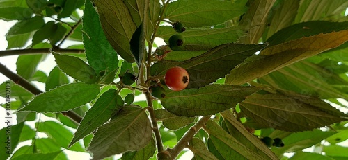 Red and white cheries photo