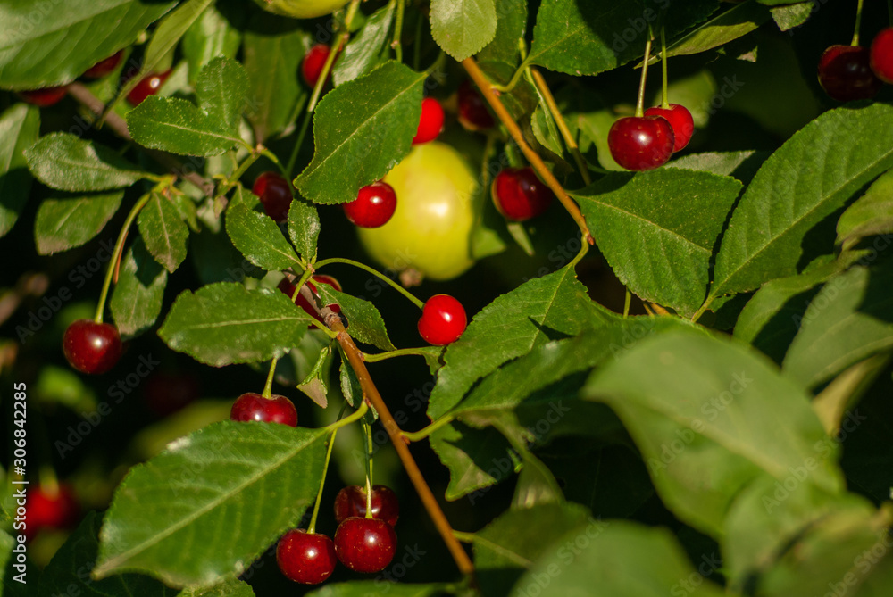 A branch of felt cherry with ripe berries on the background of an apple tree.