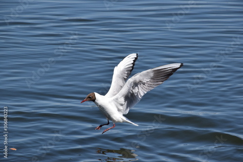 White gull on the lake