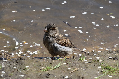 Wet Sparrow bathed on the lake
