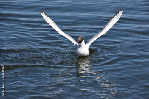 White gull on the lake