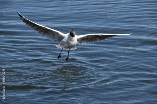 White gull on the lake