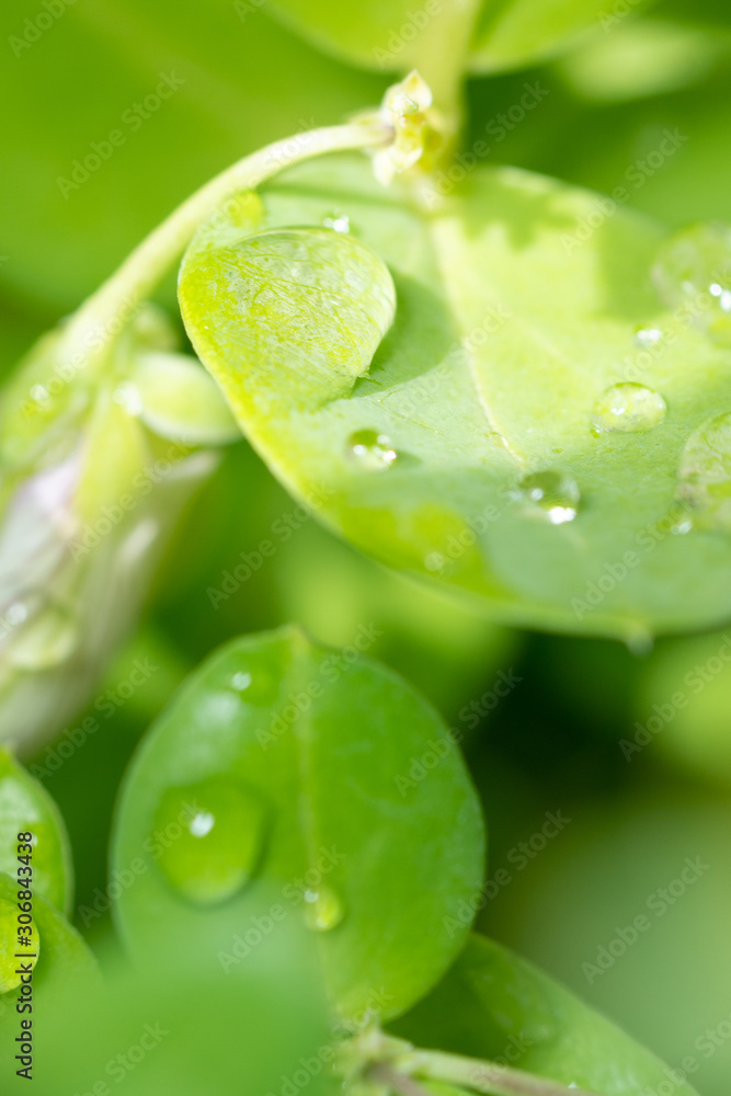 Fototapeta premium Water drops on green leaves macro.