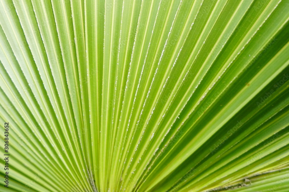 Palm leaves Palm leaves