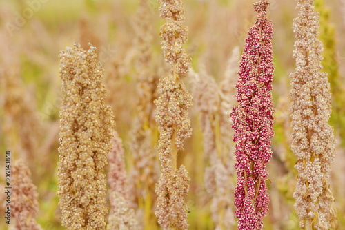 Billede på lærred Quinoa growing in the countryside.