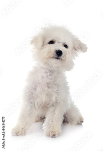 Bichon Frise in studio