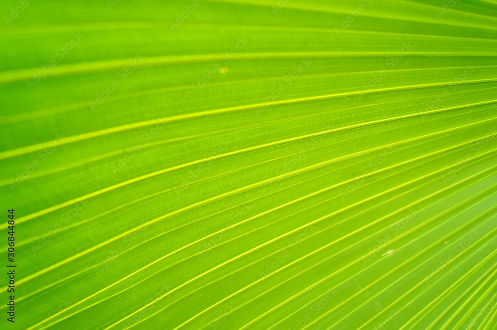 Palm leaves Palm leaves