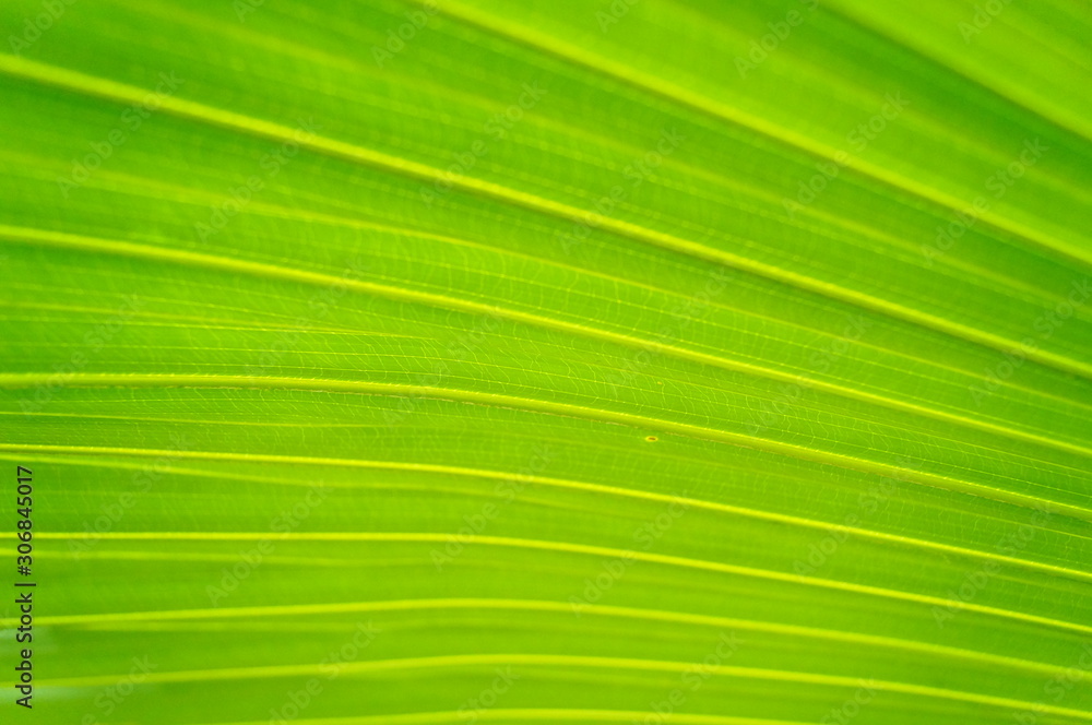 Palm leaves Palm leaves