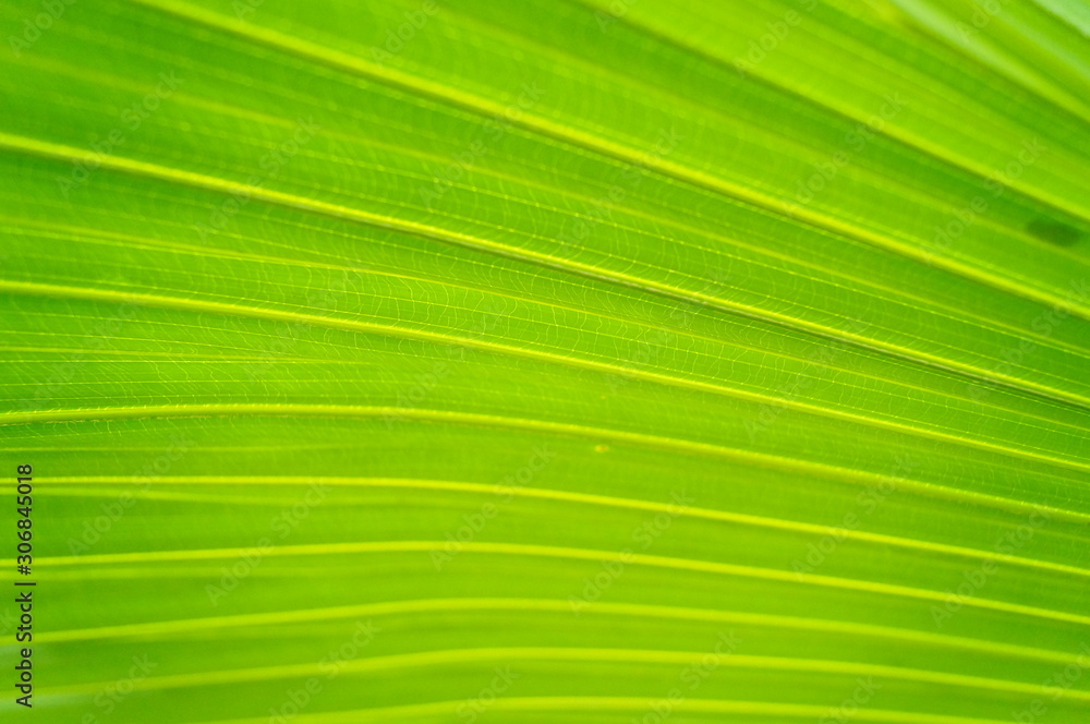 Palm leaves Palm leaves