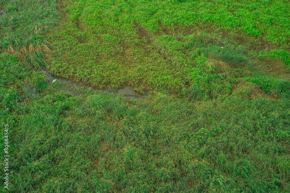A white stork looking for prey in a shallow green shoal on summer day A white stork looking for prey in a shallow green shoal on summer day