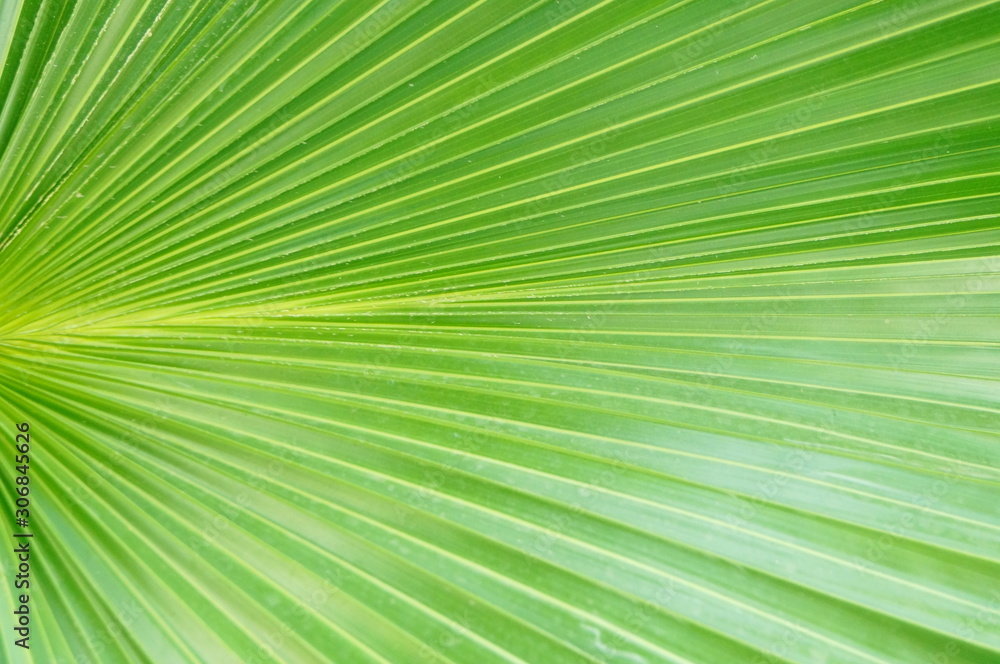 Obraz premium Palm leaves