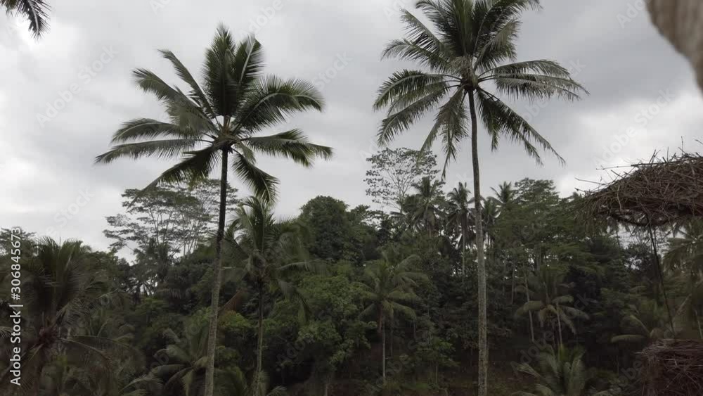 Tegallalang rice terrace swing joy for white woman that are amazed with tropical jungle in Bali Indonesia. Tegallalang rice terrace swing joy for white woman that are amazed with tropical jungle in Bali Indonesia.