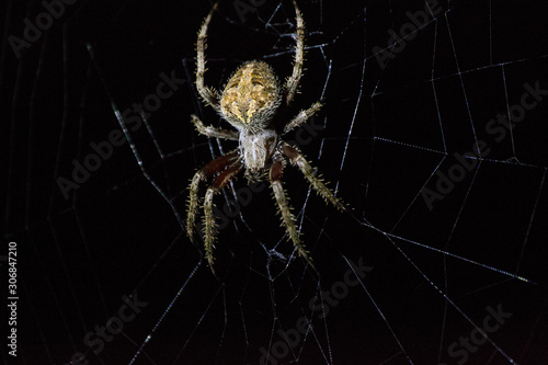 Brown Orb Weaver Spider in Web at Night