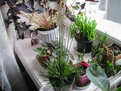 Plants of Acid, Violet, Crassula Pseudolycopodioides and Skirpus on the Windowsill photo