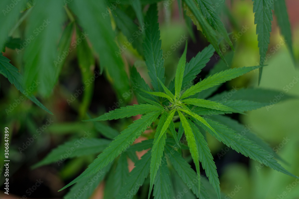 Green hemp leaves have beautiful backgrounds and bokeh. Green hemp leaves have beautiful backgrounds and bokeh.