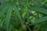  Green hemp leaves have beautiful backgrounds and bokeh.