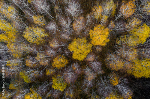 Drone/Aerial photo of beautiful yellow Fall/Autumn Aspen tree leaves