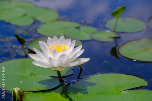 The white lotus flower in the beautiful lake