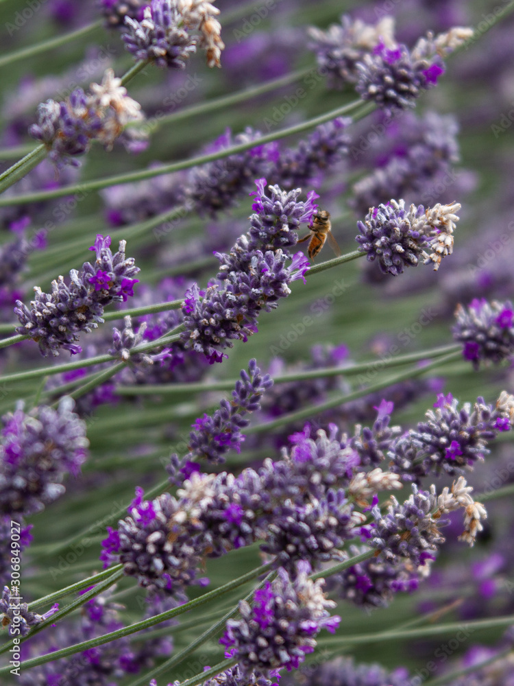 Photo of a honey bee pollinating lavender in an urban Photo of a honey bee pollinating lavender in an urban