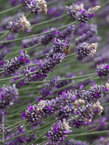 Photo of a honey bee pollinating lavender in an urban 