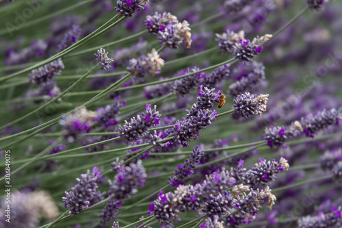 Photo of a honey bee pollinating lavender in an urban 