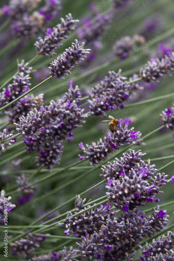Obraz premium Photo of a honey bee pollinating lavender in an urban