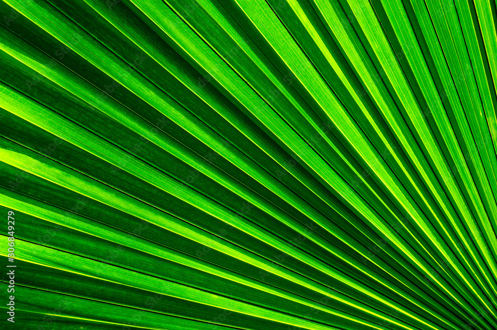 abstract green background, striped of palm leaf abstract green background, striped of palm leaf