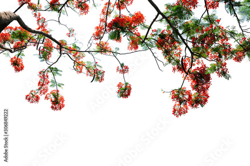 branch and red flowers on white background