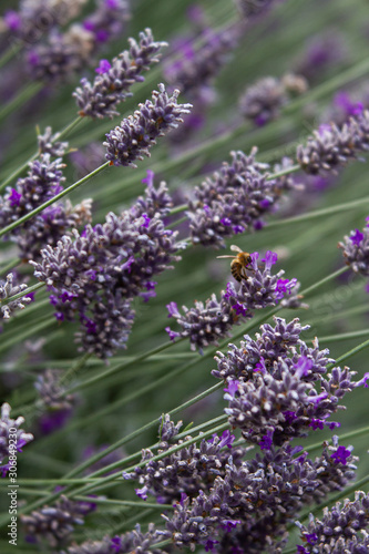 Photo of a honey bee pollinating lavender in an urban 