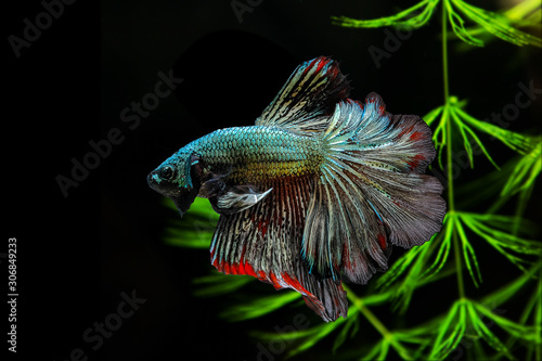 Siamese  fighting fish on a black background with green algae