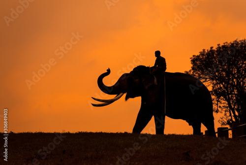 Elephant silhoutte  Mudumalai  Tamilnadu  India